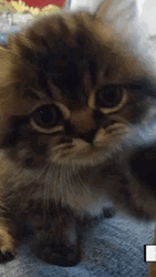 Cat Waving Touching Phone's Camera GIF