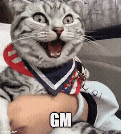 Cat Wearing Bandana And Scarf GIF