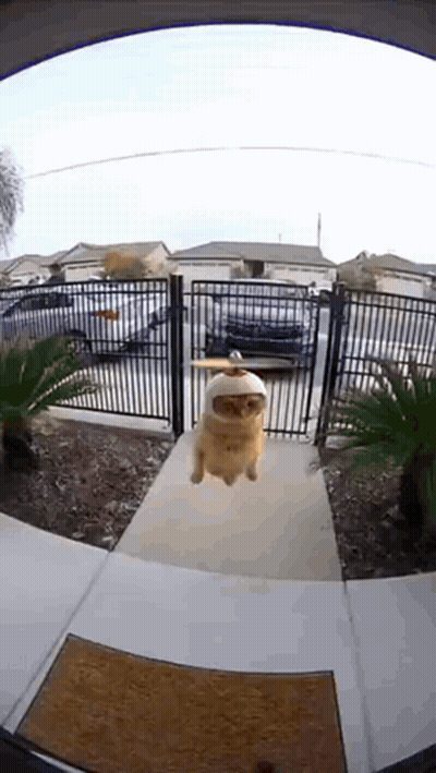 Cat Wearing Baseball Cap on Sidewalk