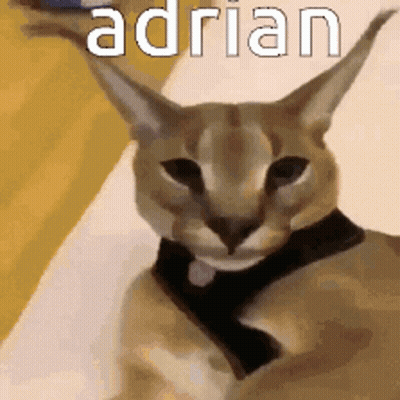 Cat Wearing Black Collar Adrian GIF