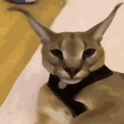 Cat Wearing Bow Tie GIF