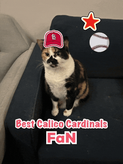 Cat Wearing Cardinals Hat GIF