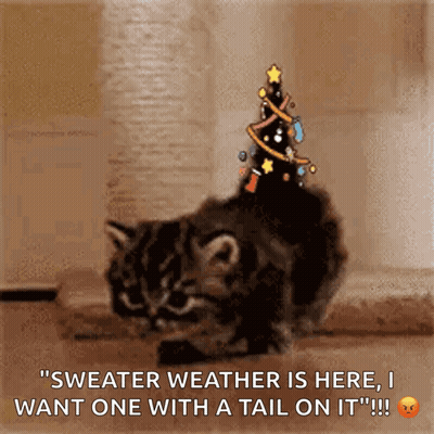 Cat Wearing Christmas Tree Hat Saying Sweater Weather GIF