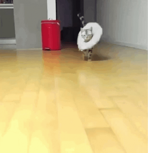 Cat Wearing Cone Walking GIF