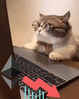 Cat Wearing Glasses And Bow Tie Laying On Laptop GIF