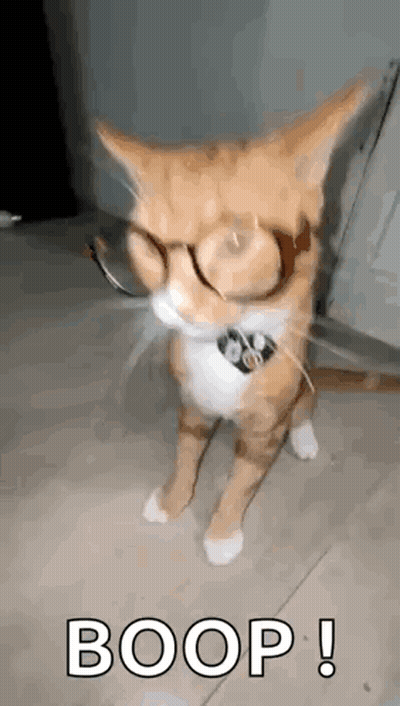 Cat Wearing Glasses And Collar GIF