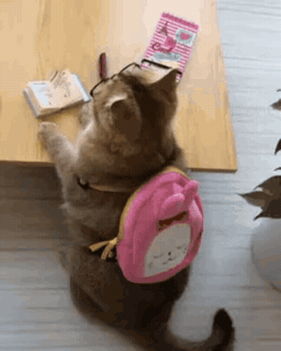 Cat Wearing Glasses And Pink Backpack GIF
