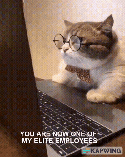 Cat Wearing Glasses And Tie Looking At Laptop GIF