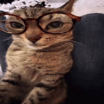 Cat Wearing Glasses Laying On Lap GIF