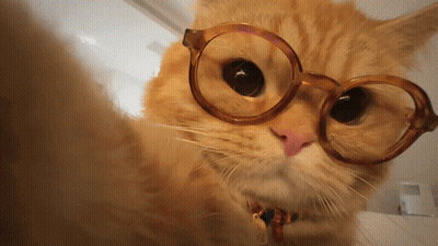 Cat Wearing Glasses Looking At Camera GIF