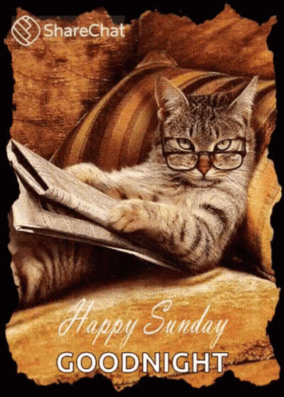 Cat Wearing Glasses Reading Newspaper GIF