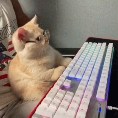 Cat Wearing Glasses Sitting Next To Keyboard GIF