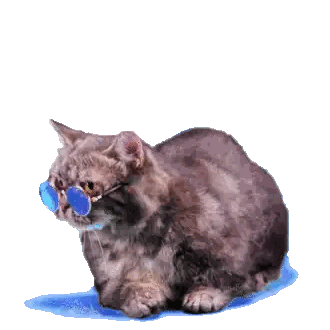 Cat Wearing Glasses With Just Behind Sticker