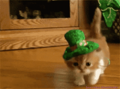 Cat Wearing Green Hat Walking On Wooden Floor GIF