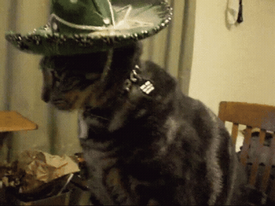 Cat Wearing Green Sombrero And Collar GIF