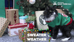 Cat Wearing Green Sweater Weather GIF