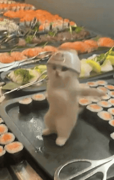 Cat Wearing Hat And Sunglasses Dancing At Sushi GIF