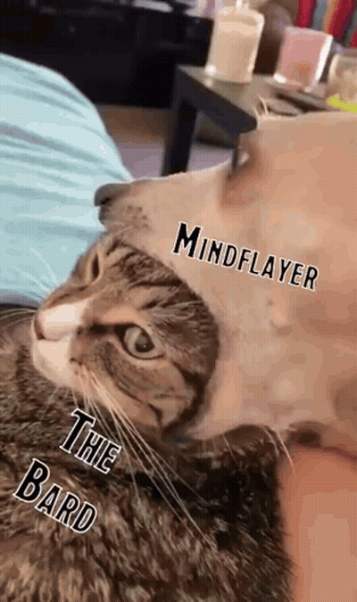 Cat Wearing Hat Reading Mindplayer The Bard GIF