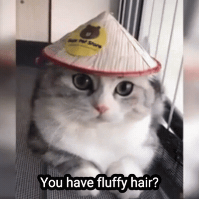Cat Wearing Hat Saying You Have Fluffy Hair GIF
