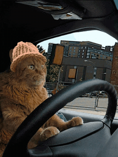 Cat Wearing Knitted Hat In Car GIF