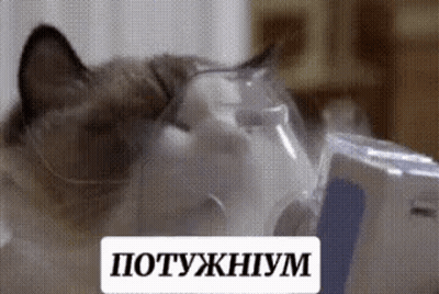 Cat Wearing Oxygen Mask Looking At Camera GIF