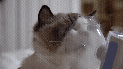 Cat Wearing Oxygen Mask With Blue Stripe GIF