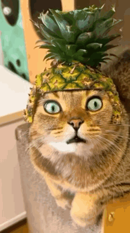 Cat Wearing Pineapple Hat Sitting On Couch GIF