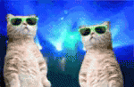 Cat Wearing Rave Shades GIF