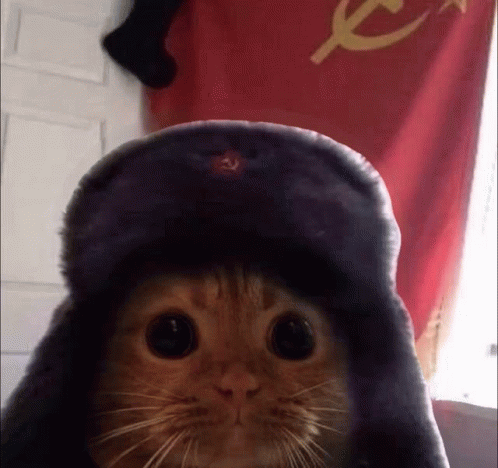Cat Wearing Russian Hat Looking At Camera With Red Flag GIF