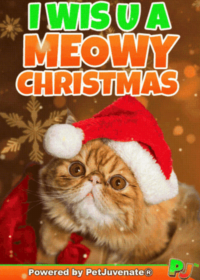 Cat Wearing Santa Hat I Wish U A Meowy Christmas GIF