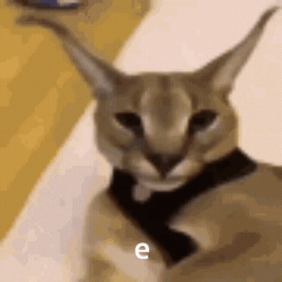 Cat Wearing Scarf With Letter E GIF
