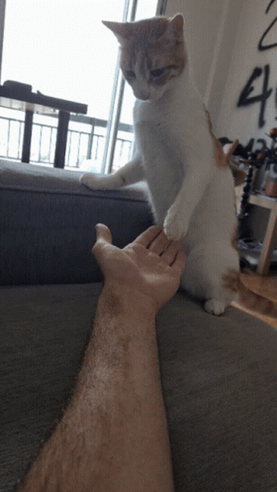Cat Wearing Sombrero And Collar GIF