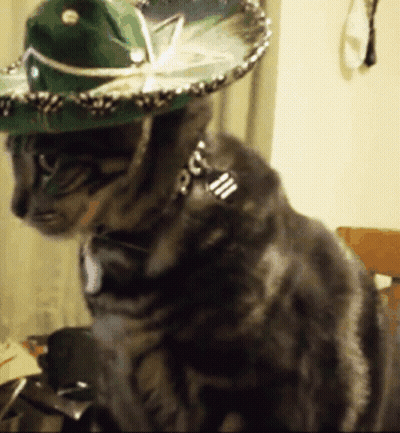 Cat Wearing Sombrero And Collar GIF