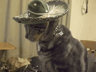 Cat Wearing Sombrero And Fork Collar GIF