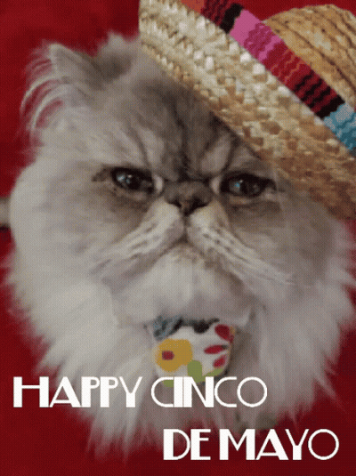 Cat Wearing Sombrero Happy Cinco De Mayo GIF
