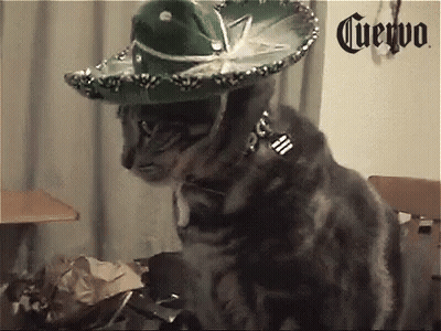 Cat Wearing Sombrero Sitting In Chair GIF
