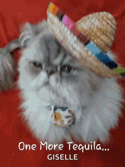 Cat Wearing Sombrero With One More Tequila Giselle GIF