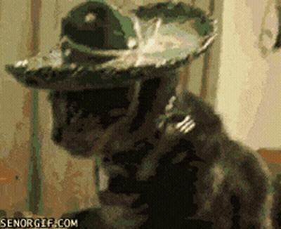 Cat Wearing Sombrero GIF