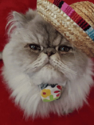 Cat Wearing Straw Hat And Flower Collar GIF