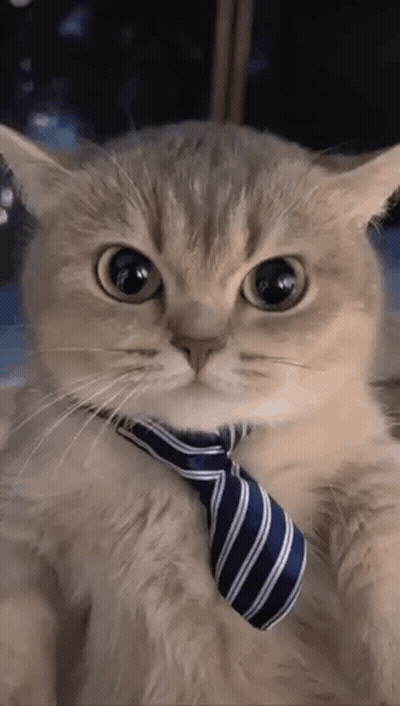 Cat Wearing Striped Tie Looking At Camera GIF
