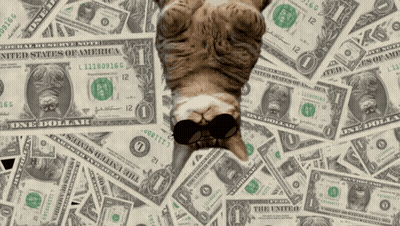 Cat Wearing Sunglasses Laying On Pile Of Dollar Bills GIF