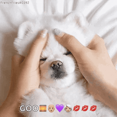 Cat Wearing Tiara Surrounded By Glitter And Stars GIF