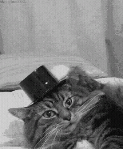 Cat Wearing Top Hat Lying On Bed GIF