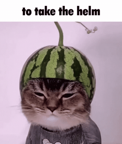 Cat Wearing Watermelon Helmet