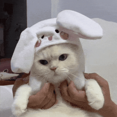 Cat Wearing White Bunny Hat Held By Person GIF