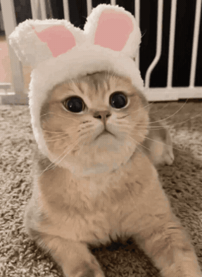 Cat Wearing White Hat With Pink Bunny Ears GIF