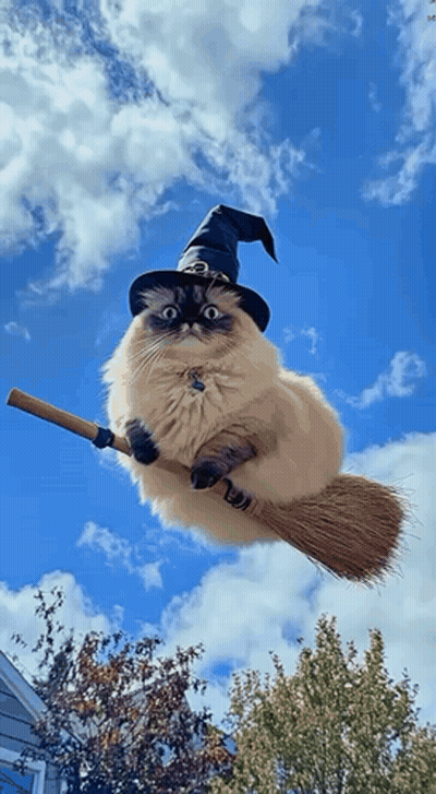 Cat Wearing Witch Hat Riding Broom GIF