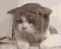 Cat Wet Rain GIF