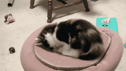 Cat Whack A Mole Bed GIF
