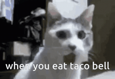 Cat When You Eat Taco Bell GIF